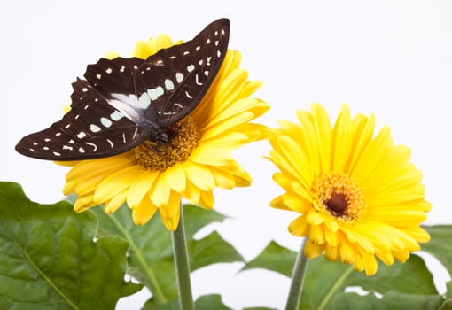 Great Jay (or Pale Grren Triangle) Butterfly on Gerbera Daisy