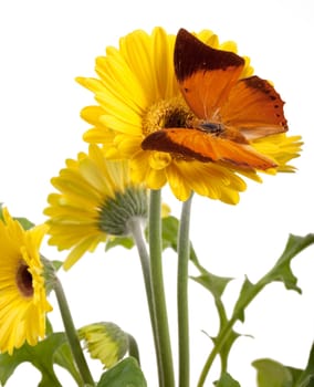 Tawny Rajah Butterfly [Charaxes bernardus] on a Yellow Daisy