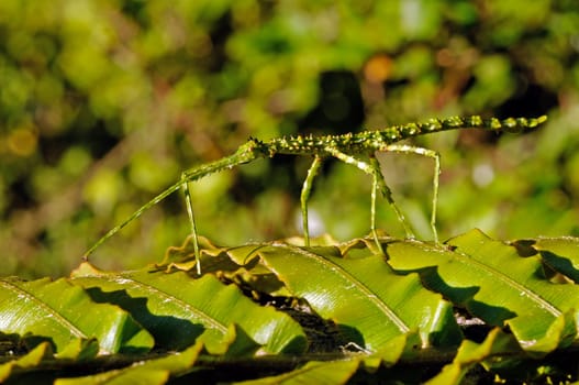 Stick insect