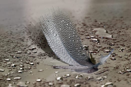 The Golden Feather