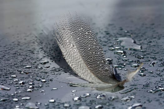 The wet feather