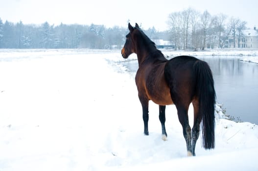 horse standing in a winter white landscape along a river