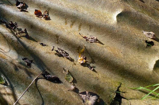 old corrugated sheet covered with leaves