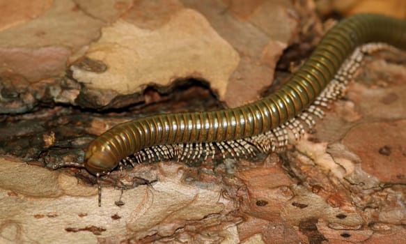 Archispirostreptus gigas