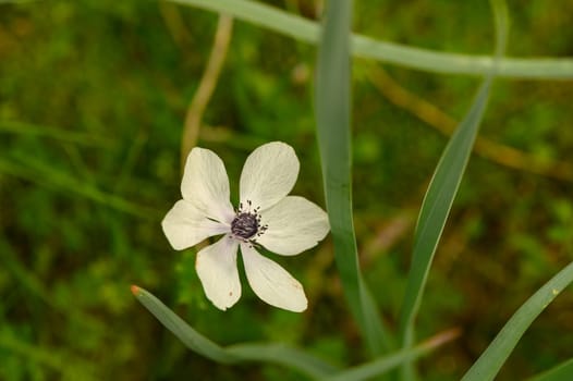 A singular white flower stands out amid vibrant green plants, capturing the essence of nature's beauty.