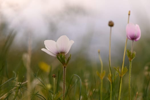 Soft pink and white wildflowers sway lightly in a lush meadow as dawn breaks, illuminating their delicate petals.