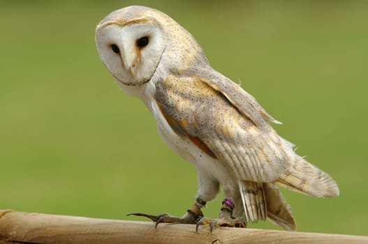 Barn owl