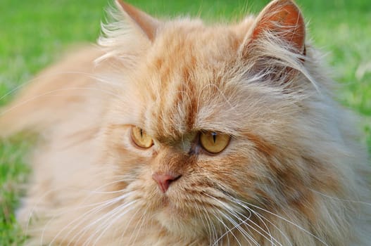 Persian cat