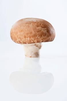 Mushroom