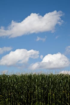 Cornfield,Germany,Bavaria