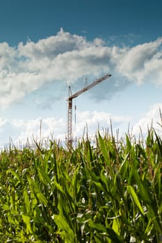 Crane in cornfield