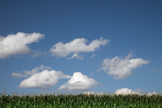 Cornfield