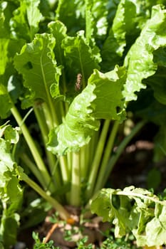 Sugar beet