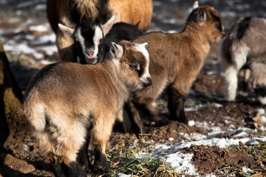 small goats ......