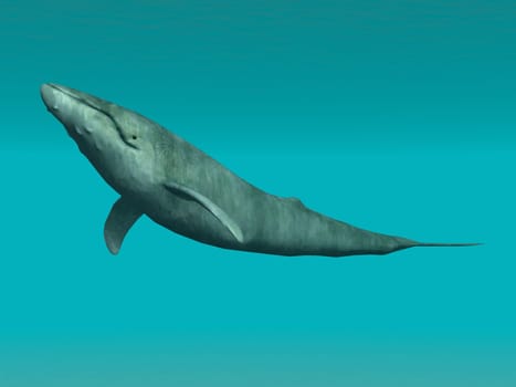 Whale