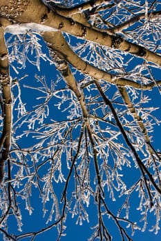 Frosty winter tree against blue sky