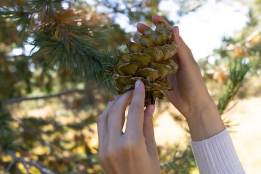 Cropped Human Hands Picks, Collects Pine Cone From Cedar, Needles Tree In Forest To Get Nuts, Essential Oil Or For Decor. Evergreen Nursery. Harvesting. Horizontal Plane.