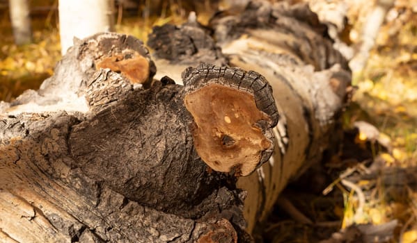 Closeup Inonotus Obliquus Or Chaga, Brown Parasitic Fungus On Trunk, Tree In Forest. Wild Mushroom Boosting Immune System, Fighting Cancer, Lowering Cholesterol. Healthy Pure Natural. Horizontal Plane