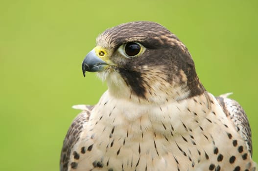 PEREGRINE FALCON