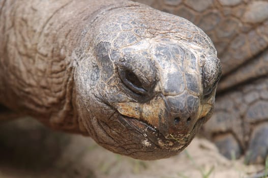 Aldabra Giant Tortoise