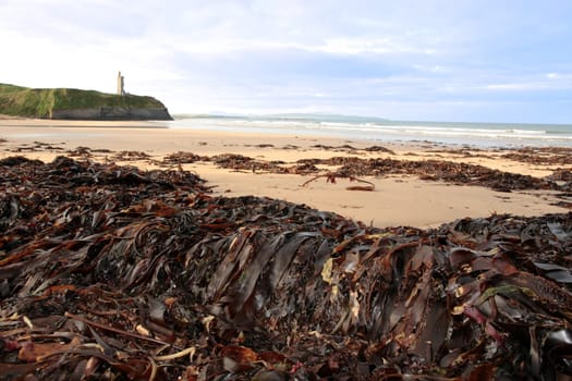 a view of the beach in ballybunion co kerry ireland with abundance of seaweed after a storm