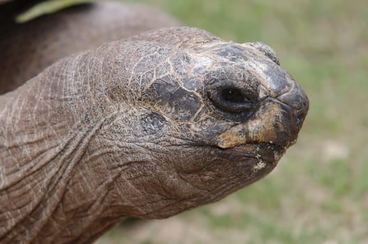 Aldabra Giant Tortoise