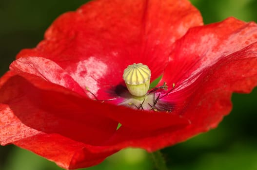 Poppy Blossom