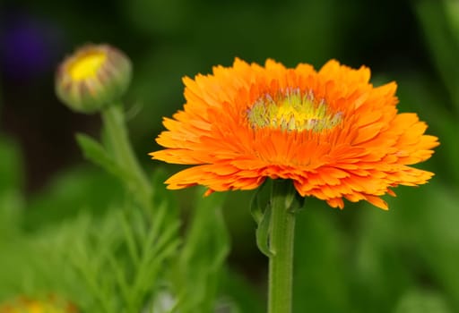Marigolds