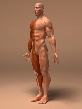 Anatomy