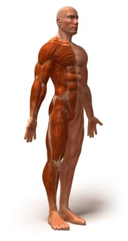 Anatomy
