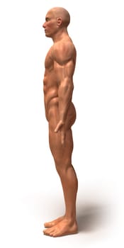 Anatomy