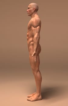 Anatomy