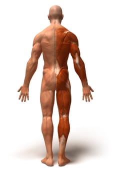 Anatomy