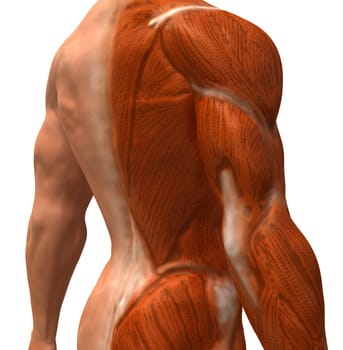 Anatomy