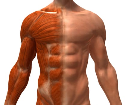 Anatomy
