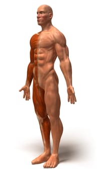 Anatomy