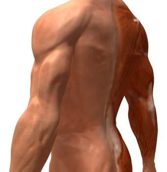 Anatomy