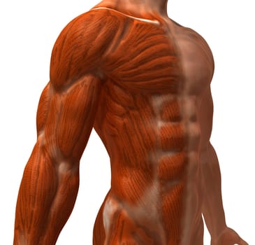 Anatomy