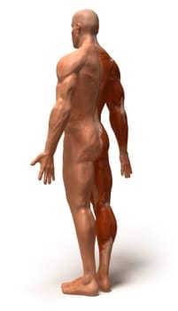 Anatomy