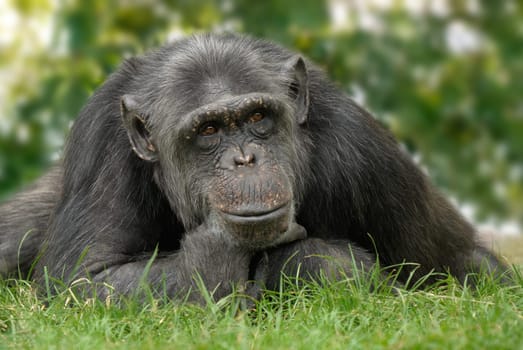 Friendly-looking chimpanzee sitting comfortably in a seemingly pensive pose in the greenery