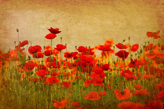 vintage poppies on ambient background