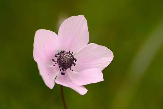 A soft pink flower stands out gracefully in a lush green setting, basking in warm sunlight.