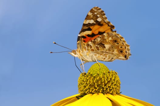 Painted lady