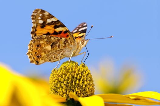 Painted lady