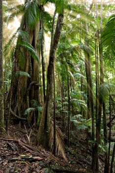 beautiful rays of sunlight come through the rainforest