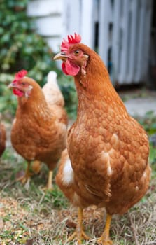 image of isobrown chickens in the yard