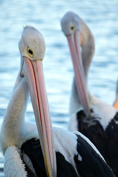 pelicans with their head down getting ready to roost