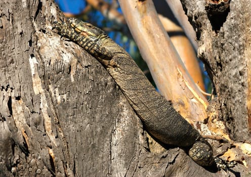 a big lace monitor goanna lizard lays in a tree