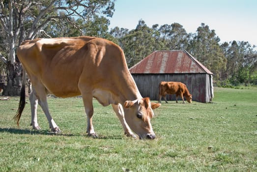 cows grazing in the field on the farm