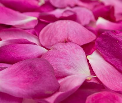 beautiful background of deep pink rose petals